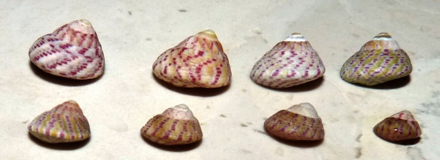 Trochidae Gibbula divaricata ?